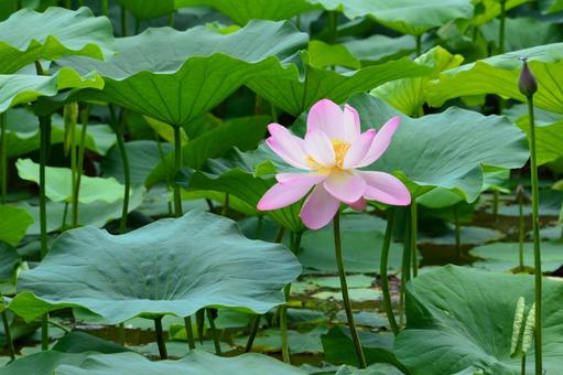 蓮の花 蓮の花 ハス,蓮,花の写真素材