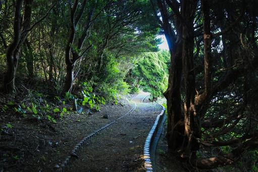 愛媛県伊方町　番匠鼻への道 番匠鼻,道,歩道の写真素材