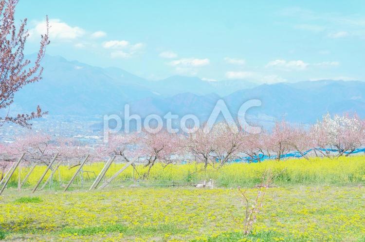 桃の花と春景色 桃の花,葉の花,花畑の写真素材