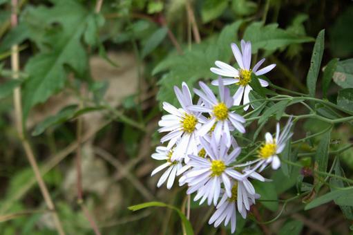 四季の山野草　ヨメナ 野菊,黄色,白の写真素材