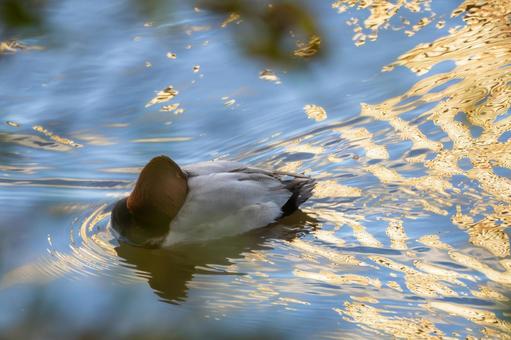 ホシハジロ⑵の写真