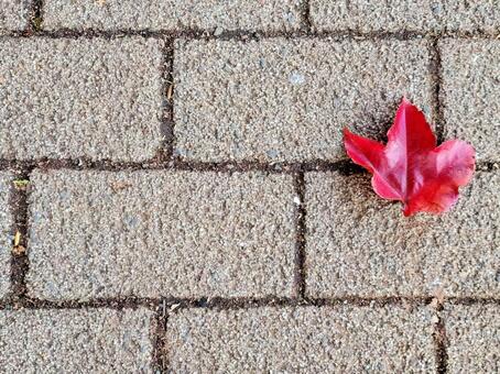 秋の紅葉　赤い落ち葉　楓　背景素材 秋の紅葉,落ち葉,葉の写真素材