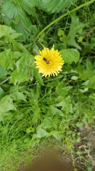 可愛い花には蜜を求める虫がくる 可愛い花には蜜を求める虫がくる タンポポ,花,虫の写真素材