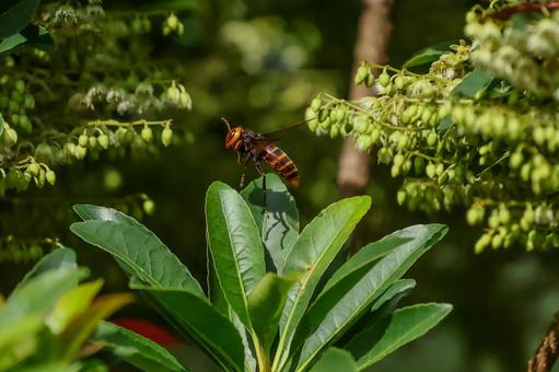 スズメバチ スズメバチ,蜂,獰猛の写真素材