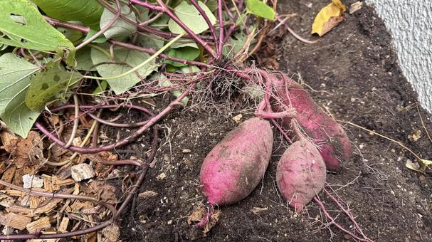 家庭菜園で掘り出したさつま芋 さつま芋,芋,芋ほりの写真素材