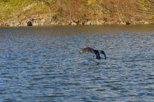 湖面に舞い降りるカワウ 湖面に舞い降りるカワウ カワウ,鳥,野鳥の写真素材