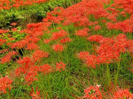 真っ赤な彼岸花1 真っ赤な彼岸花1 彼岸花,ヒガンバナ,真紅の写真素材