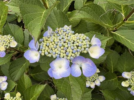 初夏の花 紫陽花 咲き始め房単体 紫陽花,初夏,花の写真素材