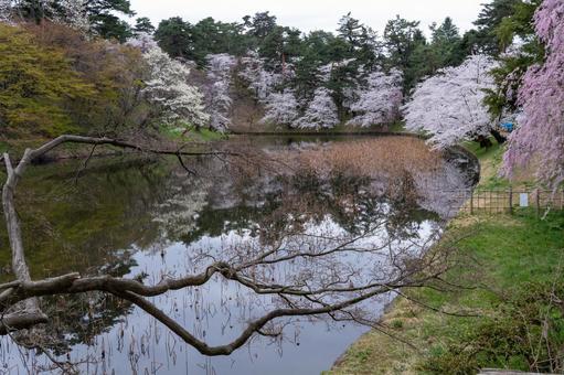 桜咲く弘前公園 桜咲く弘前公園 ソメイヨシノ,桜,弘前公園の写真素材