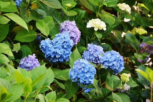 紫陽花 紫陽花,花,花びらの写真素材