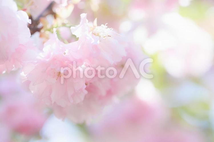桜の花びらのクローズアップ素材 桜,八重桜,花の写真素材