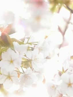 花と光 花と光の写真