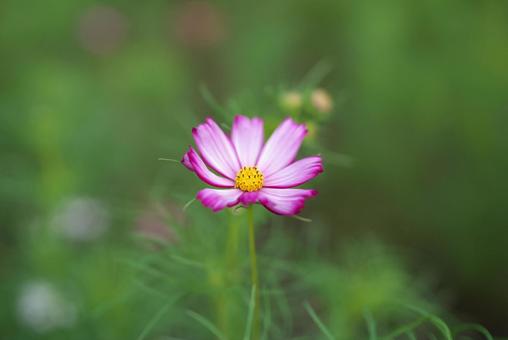 季節の花737 季節の花737の写真