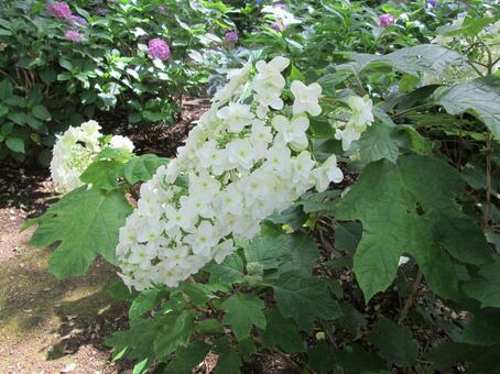 紫陽花 紫陽花の写真