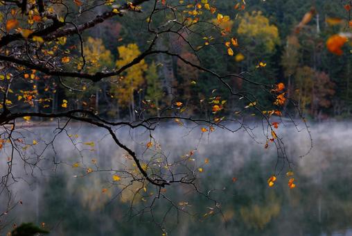 葉の散った白樺 葉の散った白樺,白樺,紅葉の写真素材