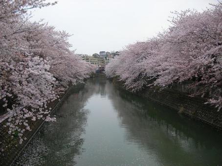 桜の風景(川) 桜の風景(川)の写真