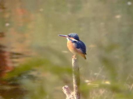 Kingfisher perched on a dead branch in a pond 3, JPG Kingfisher perched on a dead branch in a pond 3, JPG