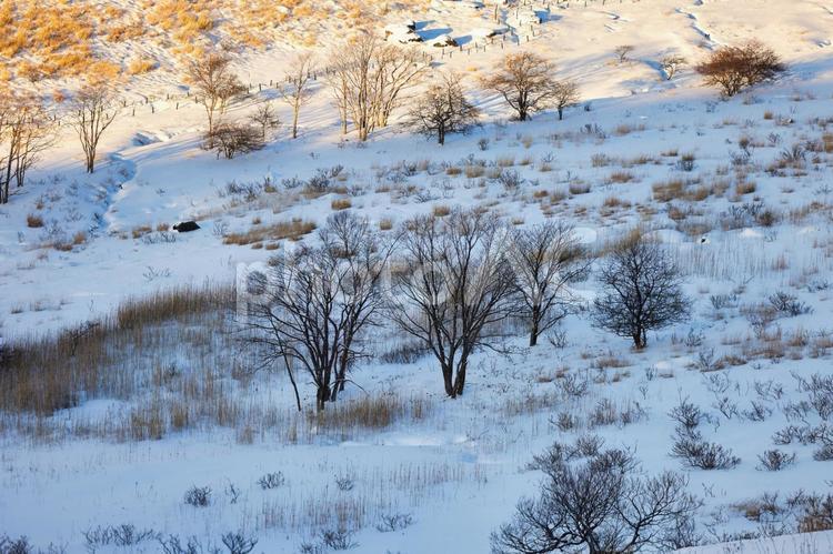 冠雪の八ヶ岳連峰の霧ヶ峰高原の樹木 冠雪,冬山,雪山の写真素材