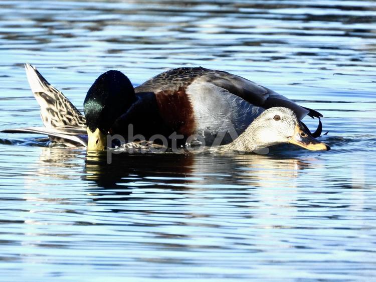 ペアのマガモ 鳥,野鳥,マガモの写真素材