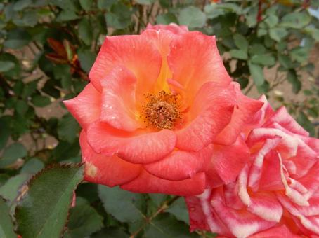 【薔薇の写真】バラの花 バラ,薔薇,植物の写真素材