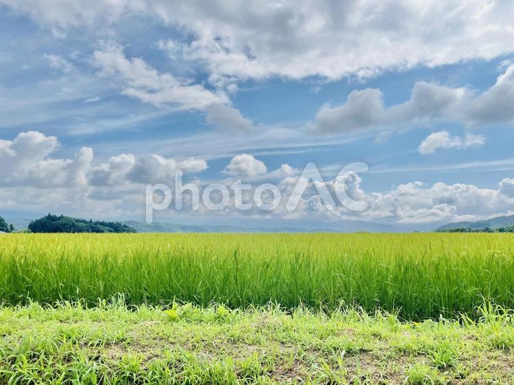 稲と青空 麦秋,稲,田んぼの写真素材