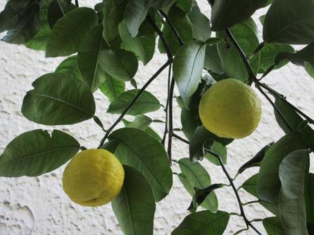 ハナユズ  ０１１ ハナユズ,ハナユ,一才ゆずの写真素材