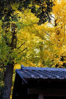 イチョウのある風景 紅葉,イチョウ,銀杏並木の写真素材