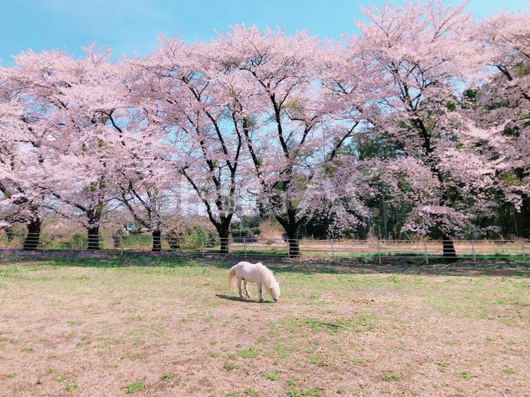 白い馬と満開の桜 満開,さくら,ポニーの写真素材