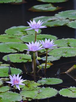 Water lilies, JPG