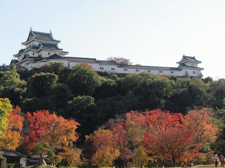 和歌山城の紅葉 和歌山城,城,紅葉の写真素材