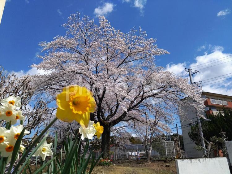水仙と桜 桜,水仙,満開の写真素材