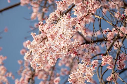 榴岡公園の桜(41) 榴岡公園の桜(41)の写真