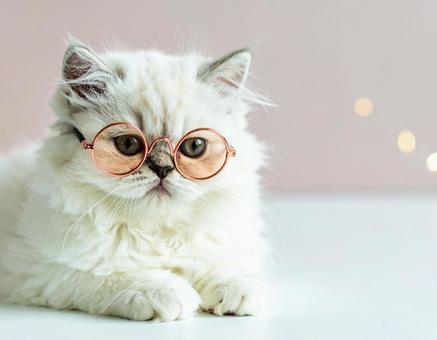 ピンク色の眼鏡と猫 ピンク色の眼鏡と猫の写真
