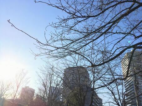 早朝の公園から 早朝の公園からの写真