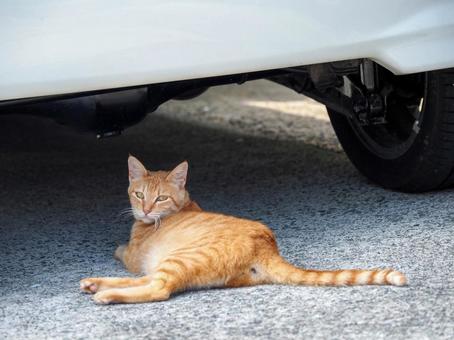 猫のいる風景 猫のいる風景の写真