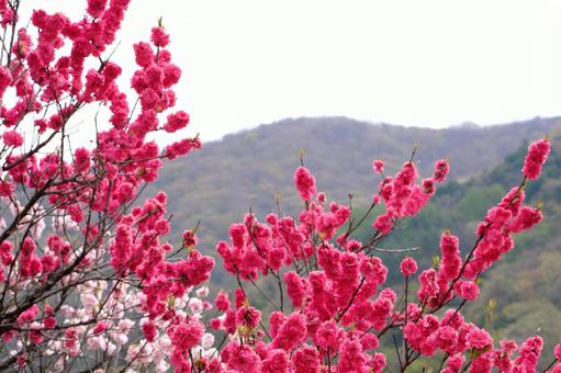 花桃27 花桃27の写真