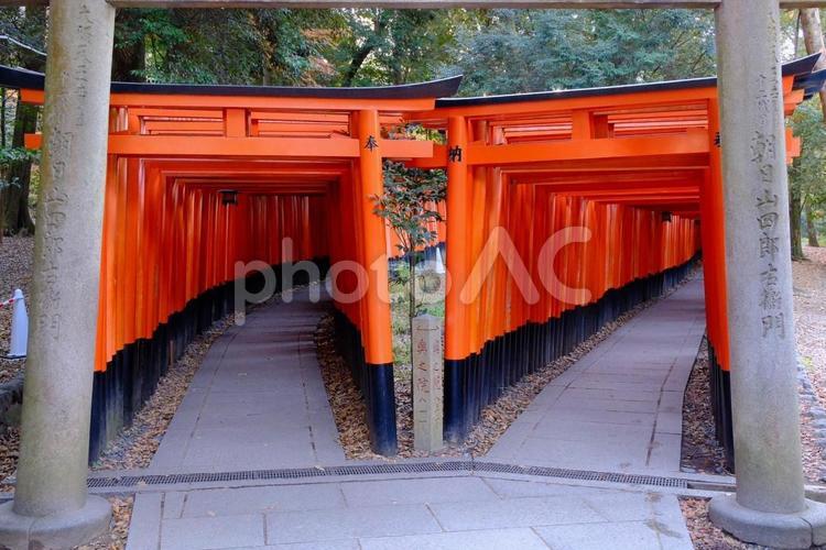 伏見稲荷 伏見稲荷,神社,京都の写真素材