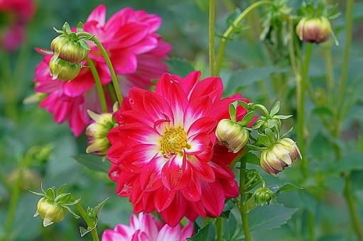 宝塚ダリア園　秋　ダリア37　花峠 宝塚市,宝塚ダリア園,ダリアの写真素材