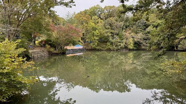秋の震生湖 震生湖,湖,池の写真素材