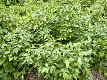 雑草 雑草の写真