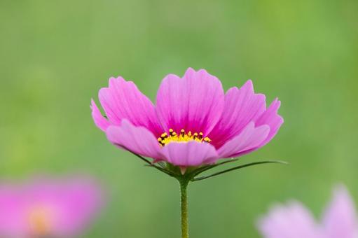 咲きはじめたコスモスの花 咲きはじめたコスモスの花 こすもす,秋桜,コスモスの写真素材
