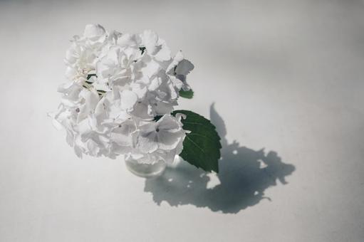 紫陽花 紫陽花の写真