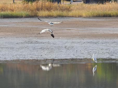京都府南丹で見つけたコウノトリの写真