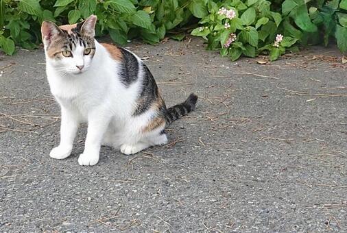 上目づかいする三毛猫 ネコ,保護猫,ニャンコの写真素材