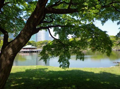 浜離宮恩賜庭園の緑陰 中島の御茶屋,潮入の池,東京の写真素材