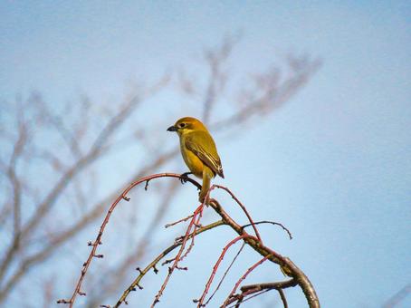 枝に留まるモズのメス 枝に留まるモズのメス モズ,百舌,鳥の写真素材
