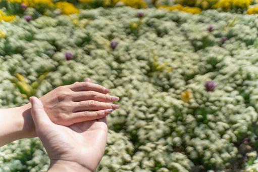 花壇で手を重ねるカップルの指輪⑤ 花壇で手を重ねるカップルの指輪⑤の写真