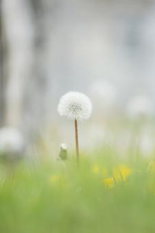 春の野原に咲くタンポポの綿毛 春の野原に咲くタンポポの綿毛 タンポポ,花,たんぽぽの写真素材