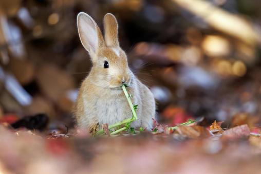 The rabbits of Okunoshima, JPG