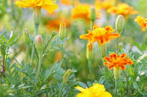 マリーゴールドが咲いた マリーゴールドが咲いたの写真